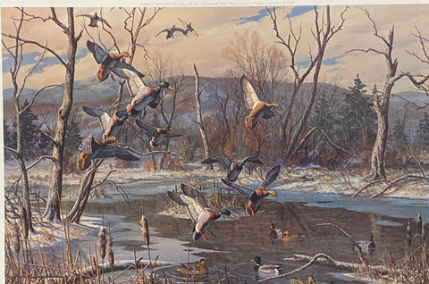 Harry Curieux Adamson S/N Duck Art Print Winter Idyll-Mallards  (25"x16.5")