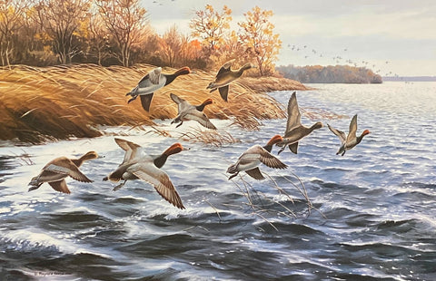 Maynard Reece Signed/Numbered Duck Art Print Along the Shore-Redheads with cert (27"x18")