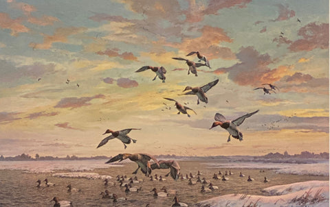 Harry Curieux Adamson S/N Duck Art Print Evening Flotilla-Canvasbacks (16"x10.5")")
