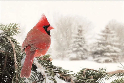 Lori Deiter Winter Perch Cardinal Winter Art Print (18x12)
