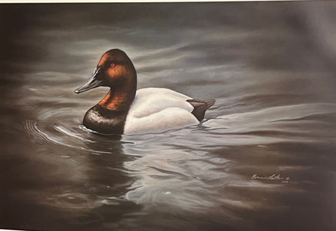 Bonnie Latham Canvasback Duck S/N Art Print Majestic Passage (27.5x18)