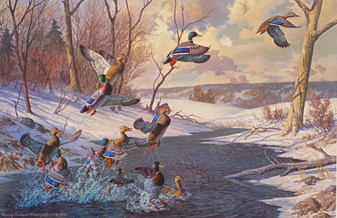 Harry Adamson Startled Mallards S/N Waterfowl Art Print 25 x 16.5