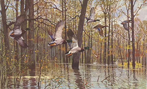 McCollum's Flooded Timber  by Lee LeBlanc  S/N Art Print  24 x 15