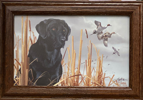 Scot Storm Field Companion Black Lab Decorator Print-Framed 14.5 x 10