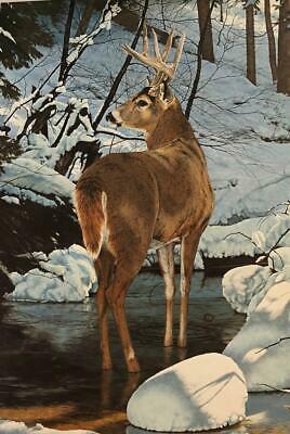 Brian Jarvi Solitary Whitetail P/P Deer Art Print (18.5x28)