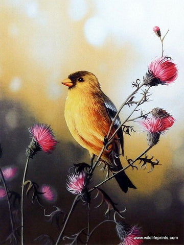Jim Hansel American Goldfinch - 9 x 12