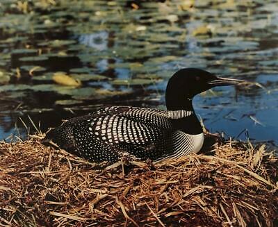 Jim LaVigne Loon Photo S/O (17x14)