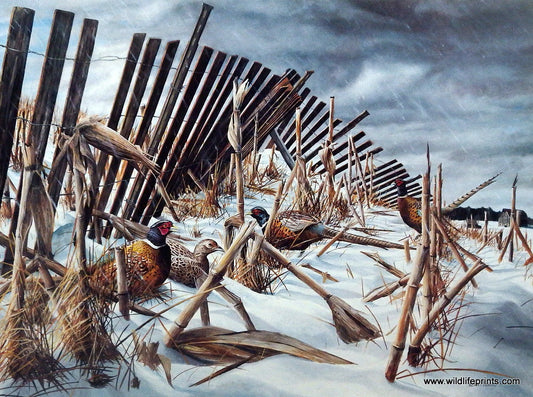 Kevin Daniel A Break in the Storm