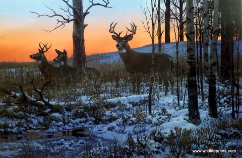 Whitetail Deer Print AFTER HOURS CLUB by artist Don Kloetzke