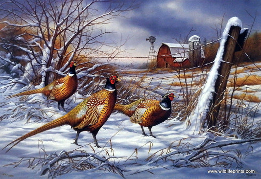 Rosemary Millette After the Storm