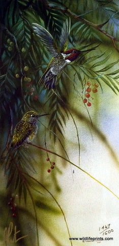Gamini Ratnavira Ann's Hummingbird