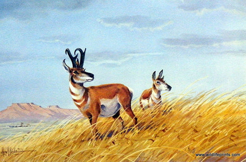 Les Kouba Antelope Country