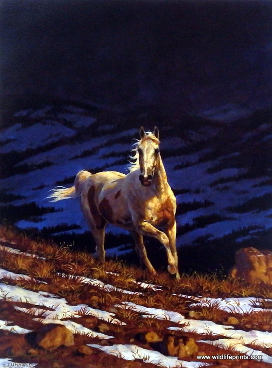 Chris Cummings Wild Horses Picture