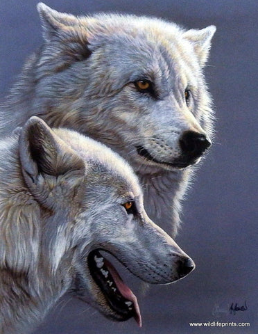 Al Agnew Arctic Wolf Print Wolves