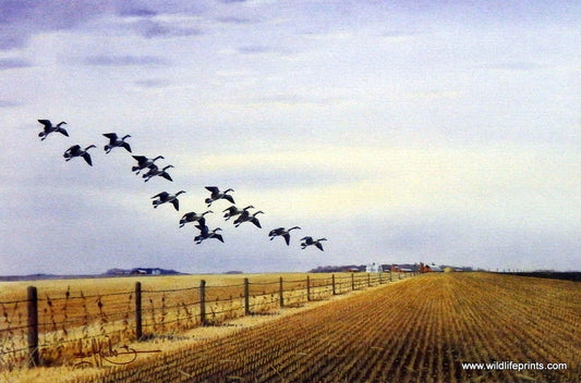 Les Kouba Arrival of the Canadas