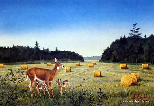 Les Kouba August In Minnesota
