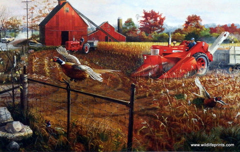 Charles Freitag red tractor and Farmall flushes pheasants in a corn field