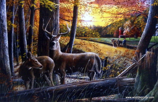 Kevin Daniel Autumn Harvest