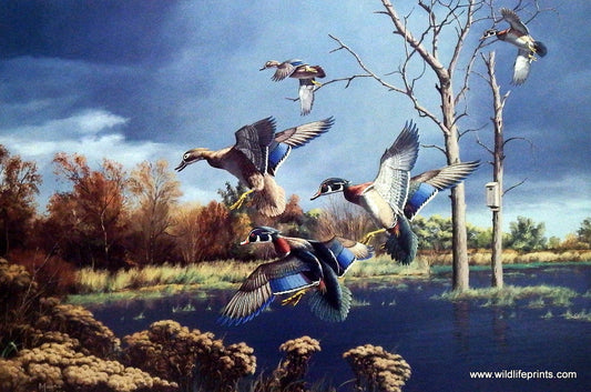 David Maass Autumn Haven- Wood Ducks