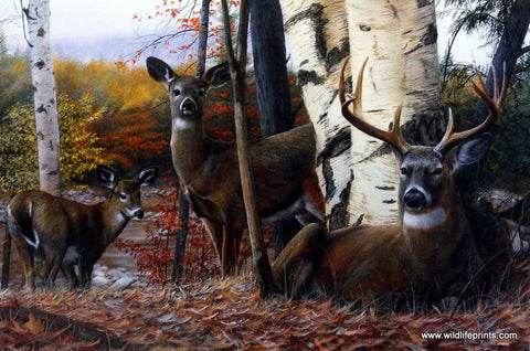 Kevin Daniel Autumn Majesty