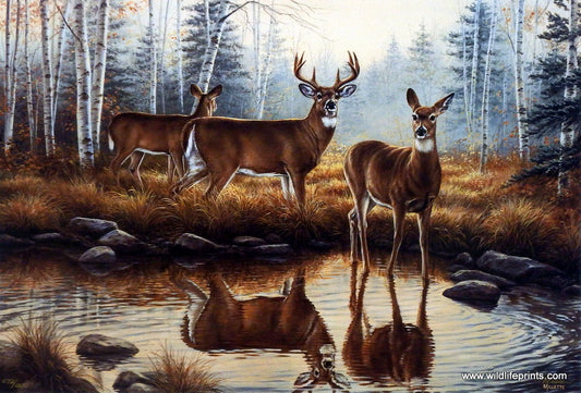 Rosemary Millette Autumn Reflections