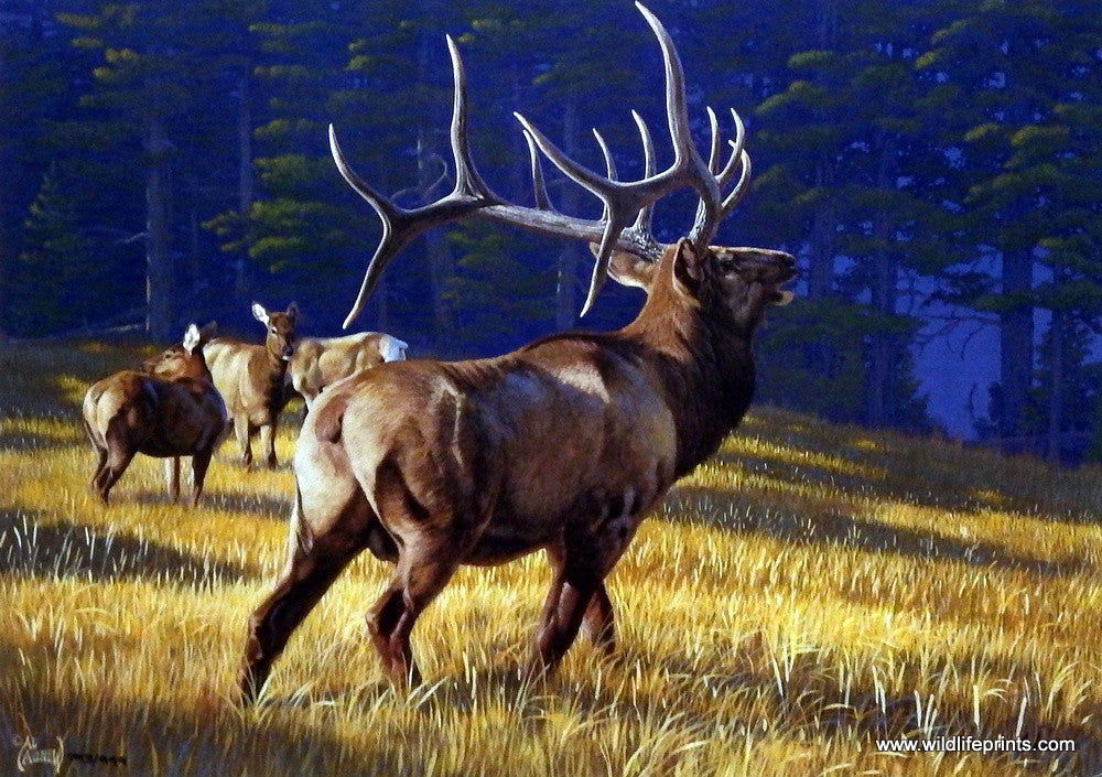 Al Agnew Elk Bugling Print AUTUMN RITUAL