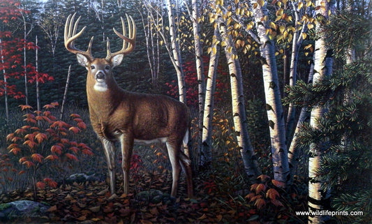 Kim Norlien Autumn Sentinel