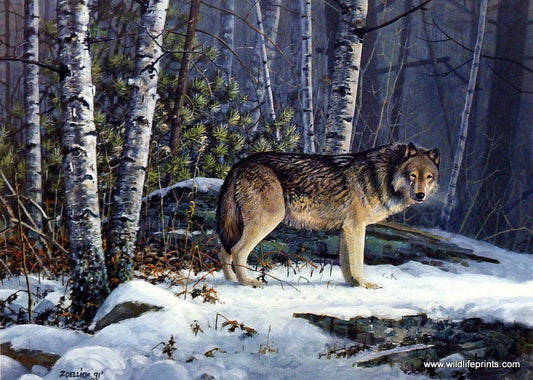 Scott Zoellick Aware Wolf