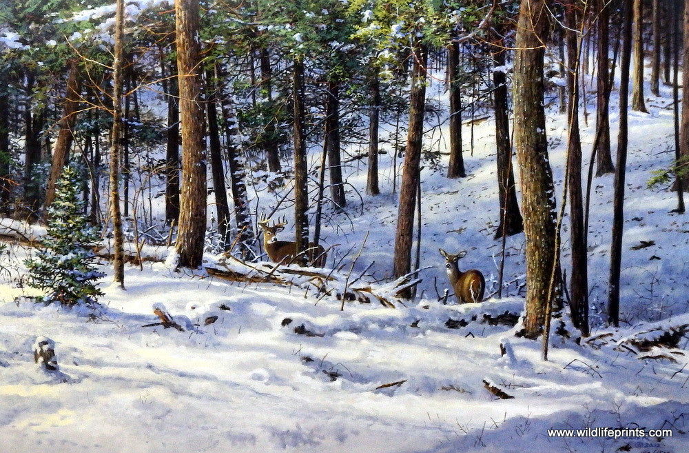 Scott Zoellick Backwoods Deer
