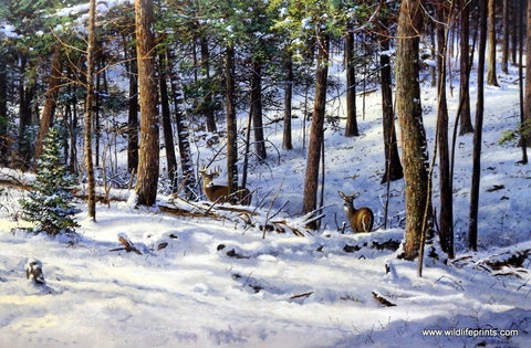 Scott Zoellick Backwoods Deer