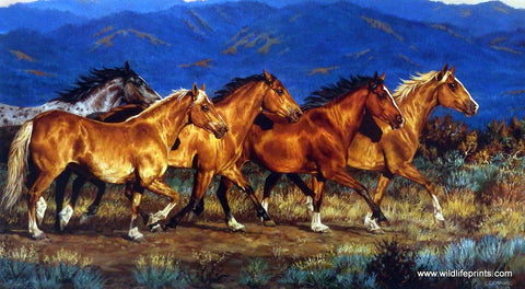 Chris Cummings Wild Horses Picture