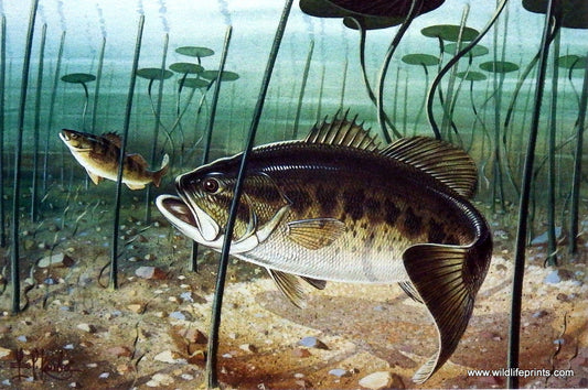Les Kouba Bass Feedin'