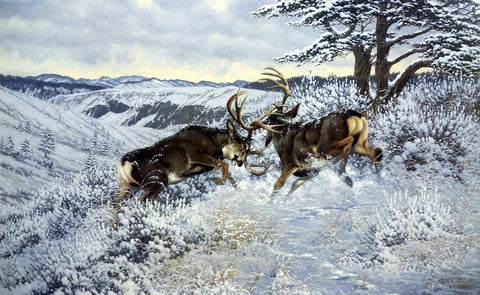 Michael Sieve Battling Bucks- Mule Deer