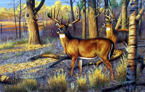Cynthie Fisher Whitetail Deer Picture Beanfield Buck 