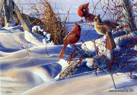 Al Agnew Cardinal Songbird Print BIRDS OF A FEATHER