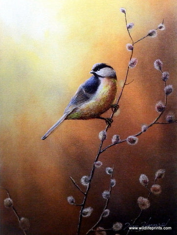 Jim Hansel Black Capped Chickadee