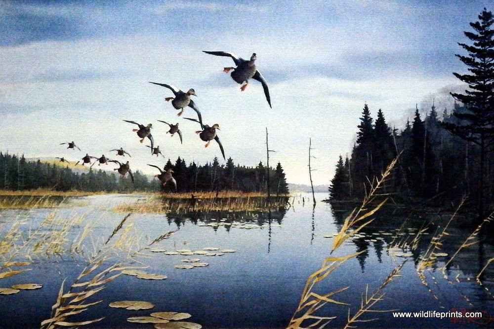 Les Kouba Black Ducks Surveying Jasper Creek