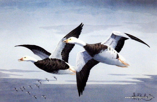 Les Kouba Blue Geese