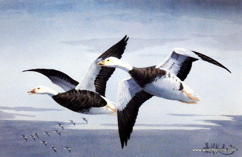 Les Kouba Blue Geese