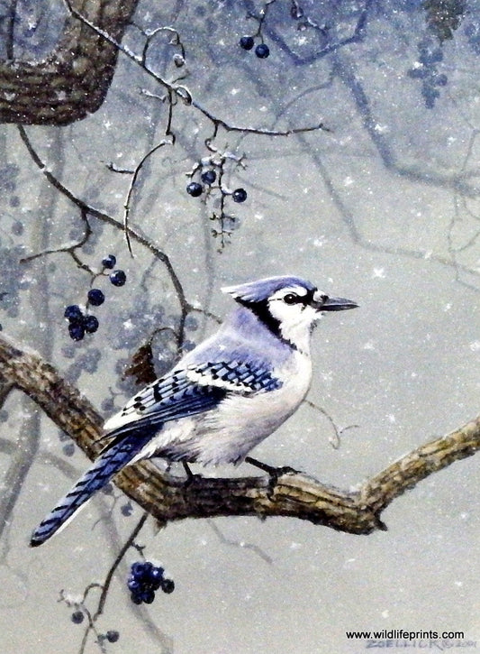 Scott Zoellick Blue Jay- Winter Blues