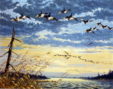 Les Kouba Bluebill Migration 1949