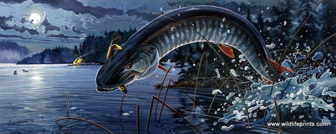 Chris Kuehn Musky Muskie Fishing Picture