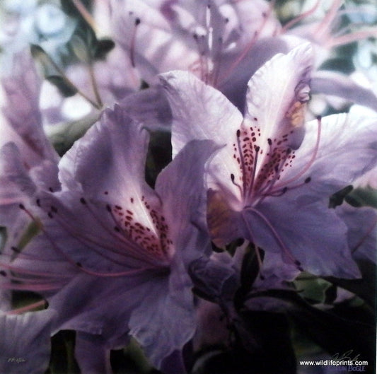 Collin Bogle Fleur De Lumier Picture Stargazer Lilies