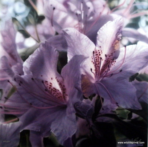 Collin Bogle Fleur De Lumier Picture Stargazer Lilies