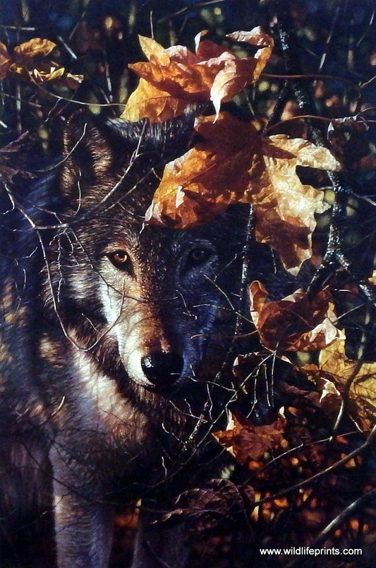 Collin Bogle Wolf Print Picture