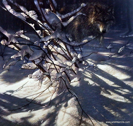 Collin Bogle Picture of a Wolf OUT OF DARKNESS