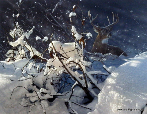 Collin Bogle Whitetail Deer Picture