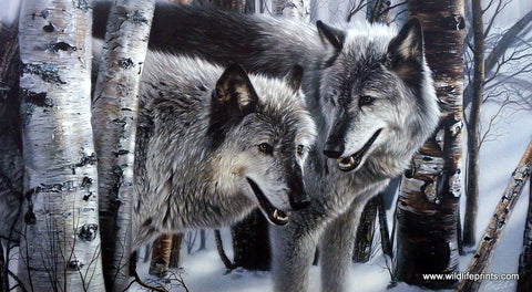 Collin Bogle Wolf Picture Winter Companions