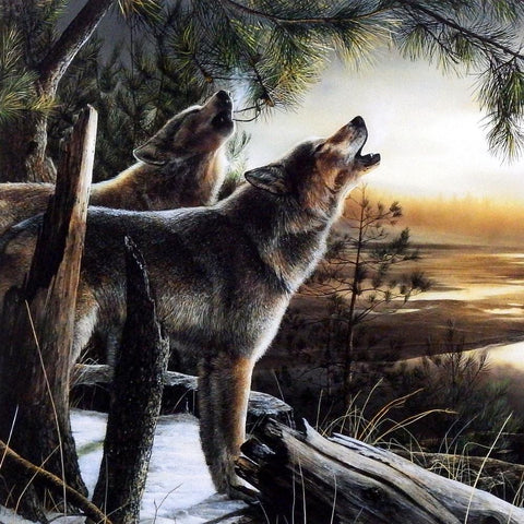 Kevin Daniel Call of the Wild
