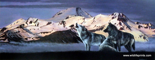 Kevin Daniel Call of the Wild II